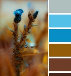 the color scheme is blue, brown, and white with two different plants in it