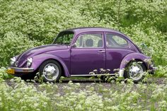 an old purple beetle parked in the middle of a field with wildflowers behind it