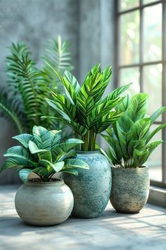 three potted plants sit in front of a window