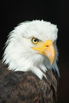 an eagle with white feathers and yellow eyes looking at the camera while standing in front of a black background