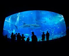 silhouettes of people standing in front of an aquarium tank with sharks and other fish