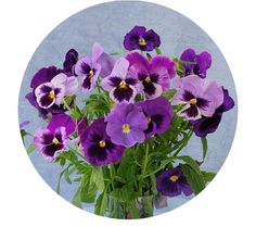 a vase filled with purple pansies on top of a table