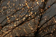 the tree branches are covered with lights at night