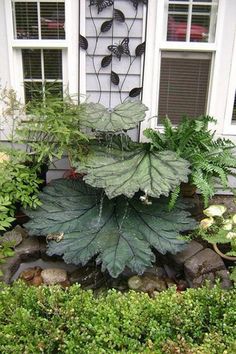 a large leafy plant in front of a house