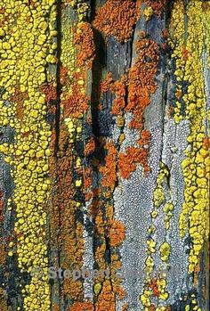 the bark of an old wooden fence covered in lichen