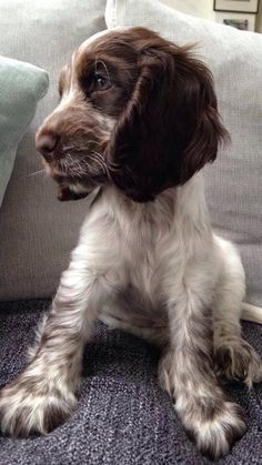 a brown and white dog sitting on top of a couch