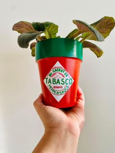 a hand holding up a small potted plant with the label tabasco on it