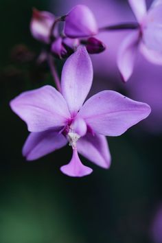 the purple flowers are blooming on the tree branch in front of the blurry background