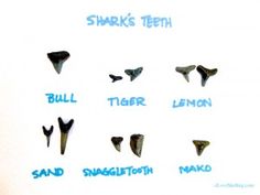 several different types of shark teeth are shown in this image with the caption's name below them