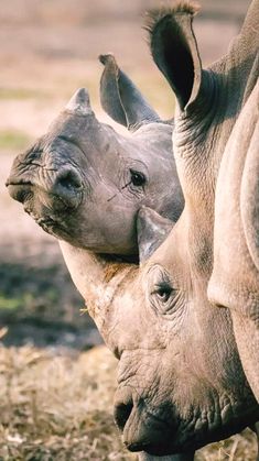 two rhinos standing next to each other on dry grass