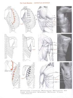 the muscles and their functions are shown in this manual for students to learn how to draw