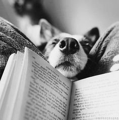 a dog is laying down and reading a book