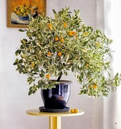 an orange tree in a black pot on a yellow table next to a framed painting