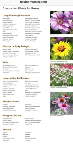 an image of different types of flowers in the wildflowers garden guide for beginners