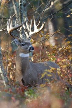 a deer with antlers standing in the woods