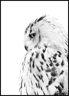 black and white photograph of an owl looking at the camera while standing in front of a white background