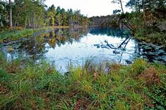 a lake surrounded by tall grass and trees