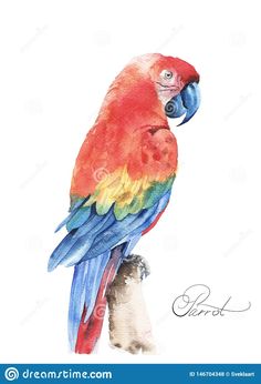 a watercolor painting of a colorful parrot on a branch with the word love written below it