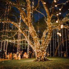 a tree that has lights on it and some people standing under the tree in front of it