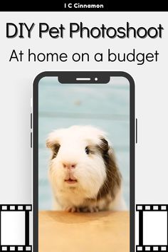 a cell phone with an image of a guinea pig on it and the text diy pet photoshoot at home on a budget