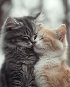 two kittens are cuddling together in the snow