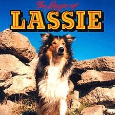 a dog standing on top of a rock covered hillside with the words lassie above it