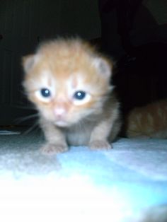 a small orange kitten sitting on top of a bed