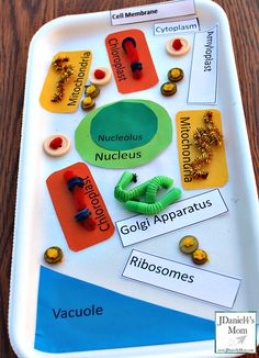 a tray with different types of magnets on it and labeled in the words,