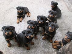 a group of black and brown dogs sitting on top of cement