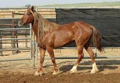 a brown horse standing next to a metal fence in an enclosed area with dirt on the ground