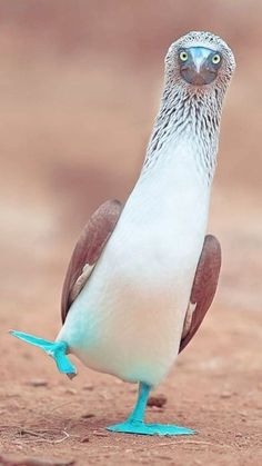 a blue and white bird standing on the ground