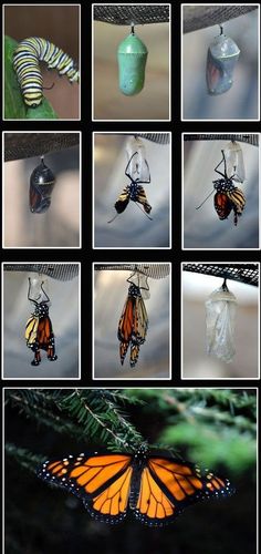 a series of photographs showing monarch butterflies and caterpillars