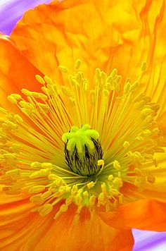 an orange flower with yellow stamens in the center and green stamen on the middle