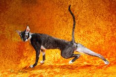 a black and white cat standing on it's hind legs in front of an orange background