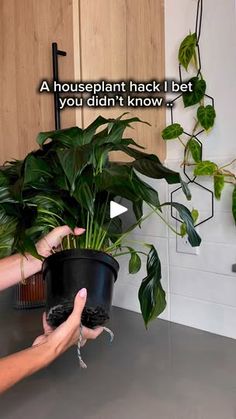 a woman is holding a potted plant in front of a kitchen sink with the caption, a houseplant hack i bet you didn't know