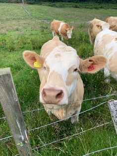 several cows are standing in the grass behind a wire fence and looking at the camera