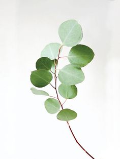 a branch with green leaves on it against a white background