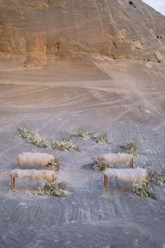 three sheep standing in the middle of a desert with snow on their backs and bushes growing out of them