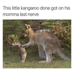 a kangaroo standing next to a baby kangaroo