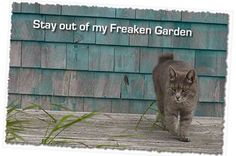 a cat walking across a wooden deck next to a blue building with the words stay out of my freaken garden