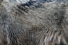 an animal with black and grey fur is looking at the camera while it's eyes are open