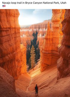 a man standing in the middle of a canyon surrounded by tall, orange cliffs and pine trees