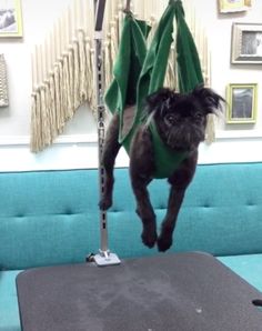 a small black dog hanging upside down on a couch