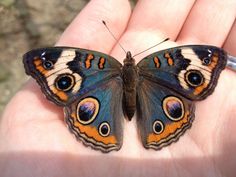 a butterfly that is sitting on someone's hand