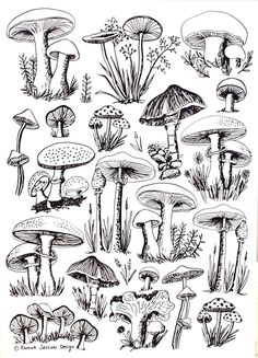 an ink drawing of different types of mushrooms