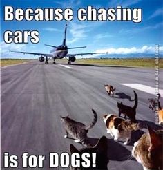 there are many cats walking on the tarmac and an airplane is in the background