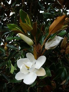 a white flower with green leaves on it