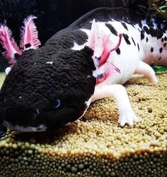 a black and white animal laying on top of a coral covered in algae under water