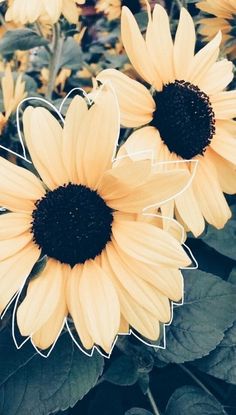 three yellow sunflowers with green leaves in the background