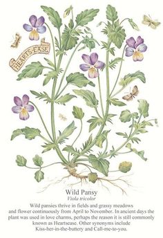 an illustration of wild plants with the words wild parsley on it's side